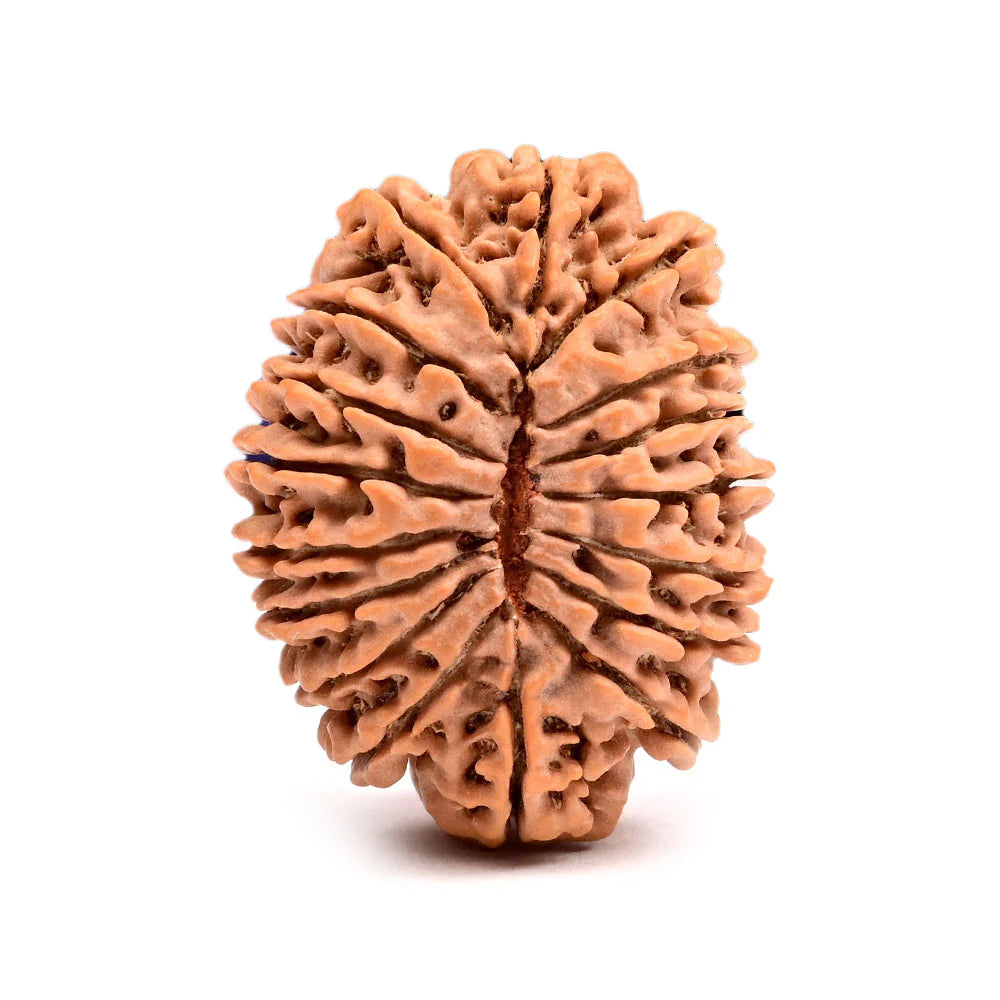 20 Mukhi Rudraksh
