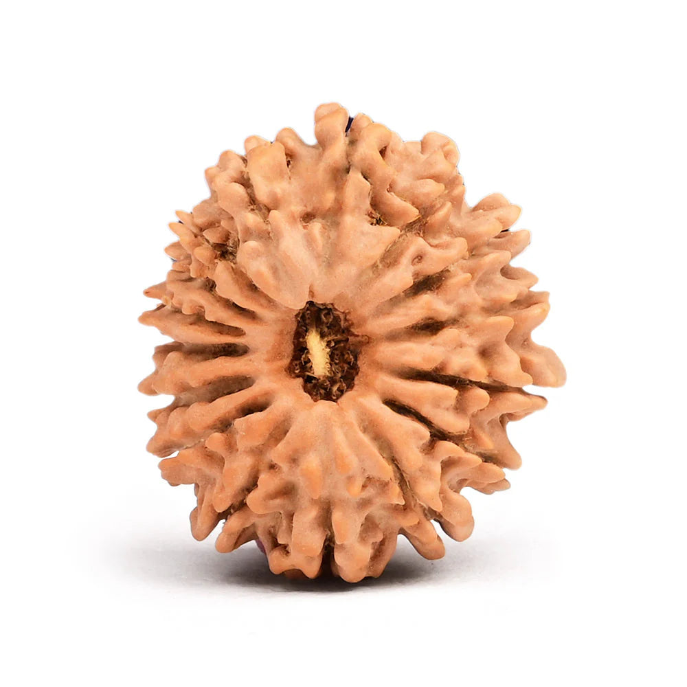 20 Mukhi Rudraksh