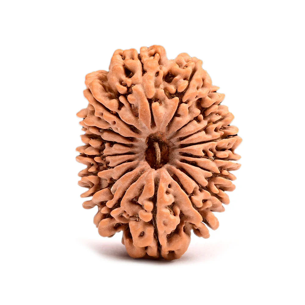 20 Mukhi Rudraksh