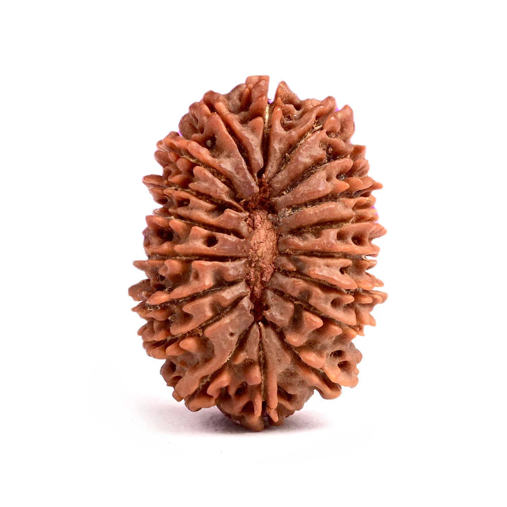 15 Mukhi Rudraksh
