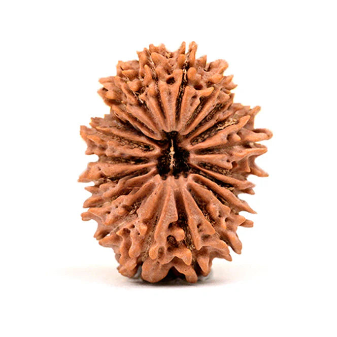 15 Mukhi Rudraksh