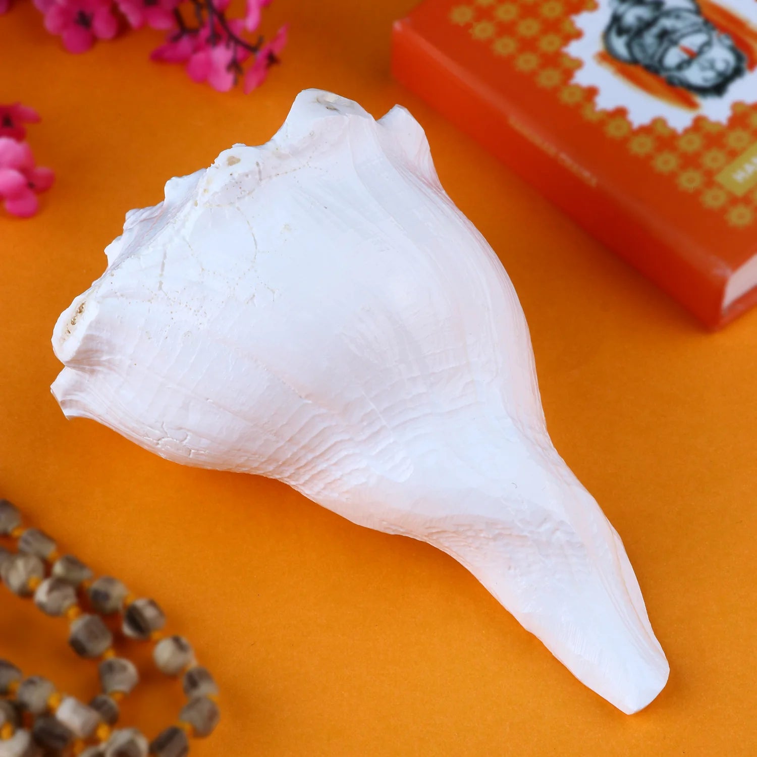 Authentic Dakshinavarti Shankh Conch Shell