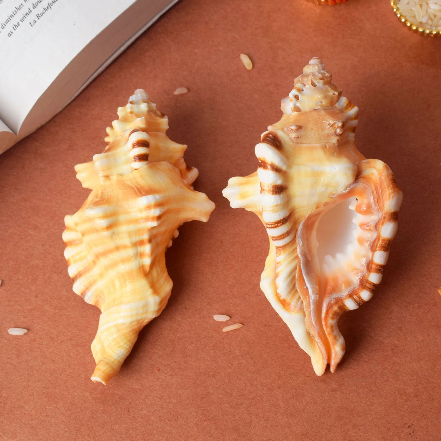 Ganesh Shankh (Cymatium lotorium) – Wisdom & Protection