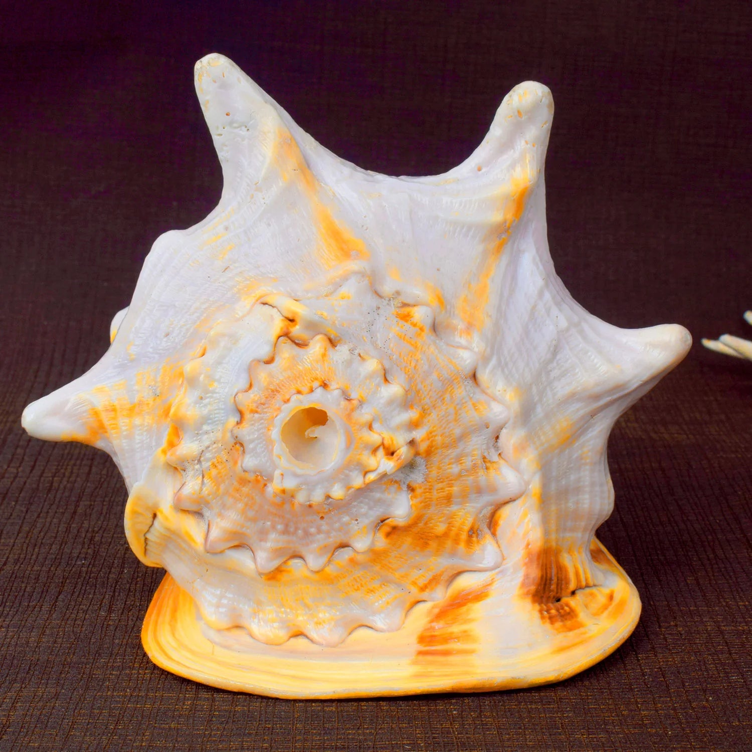 Gomukhi Shankha (Queen Helmet) – Divine Aura for Serenity, Strength & Spiritual Grace
