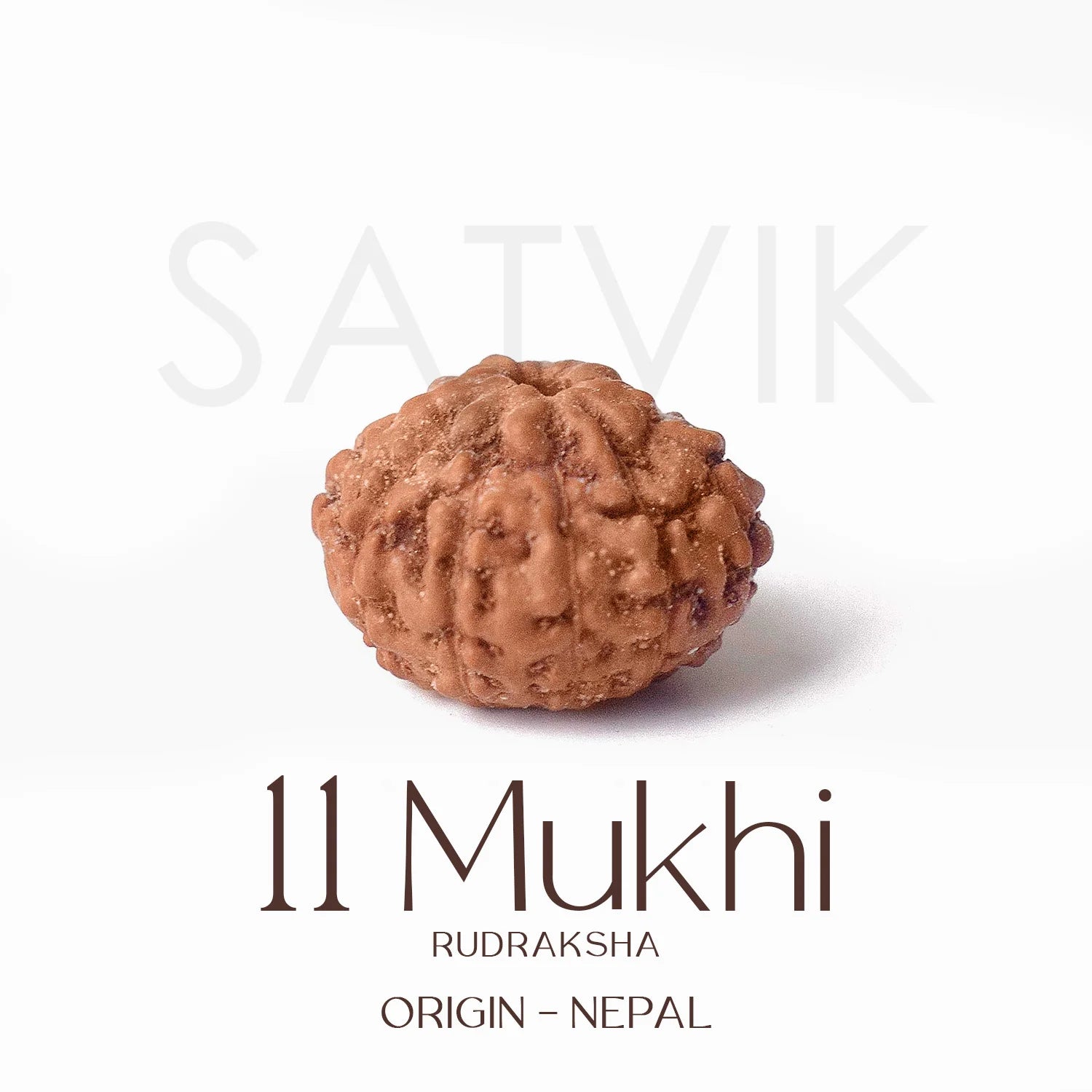 11 Mukhi Rudraksh