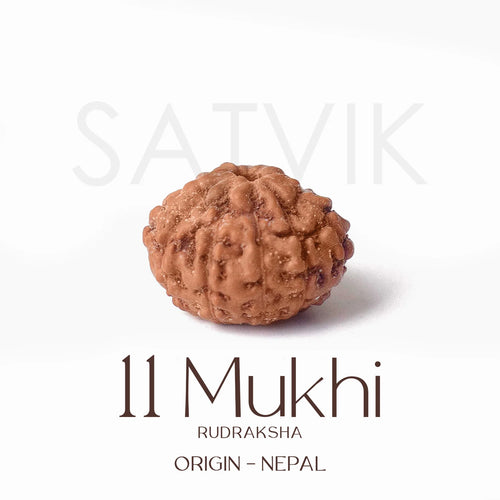11 Mukhi Rudraksh