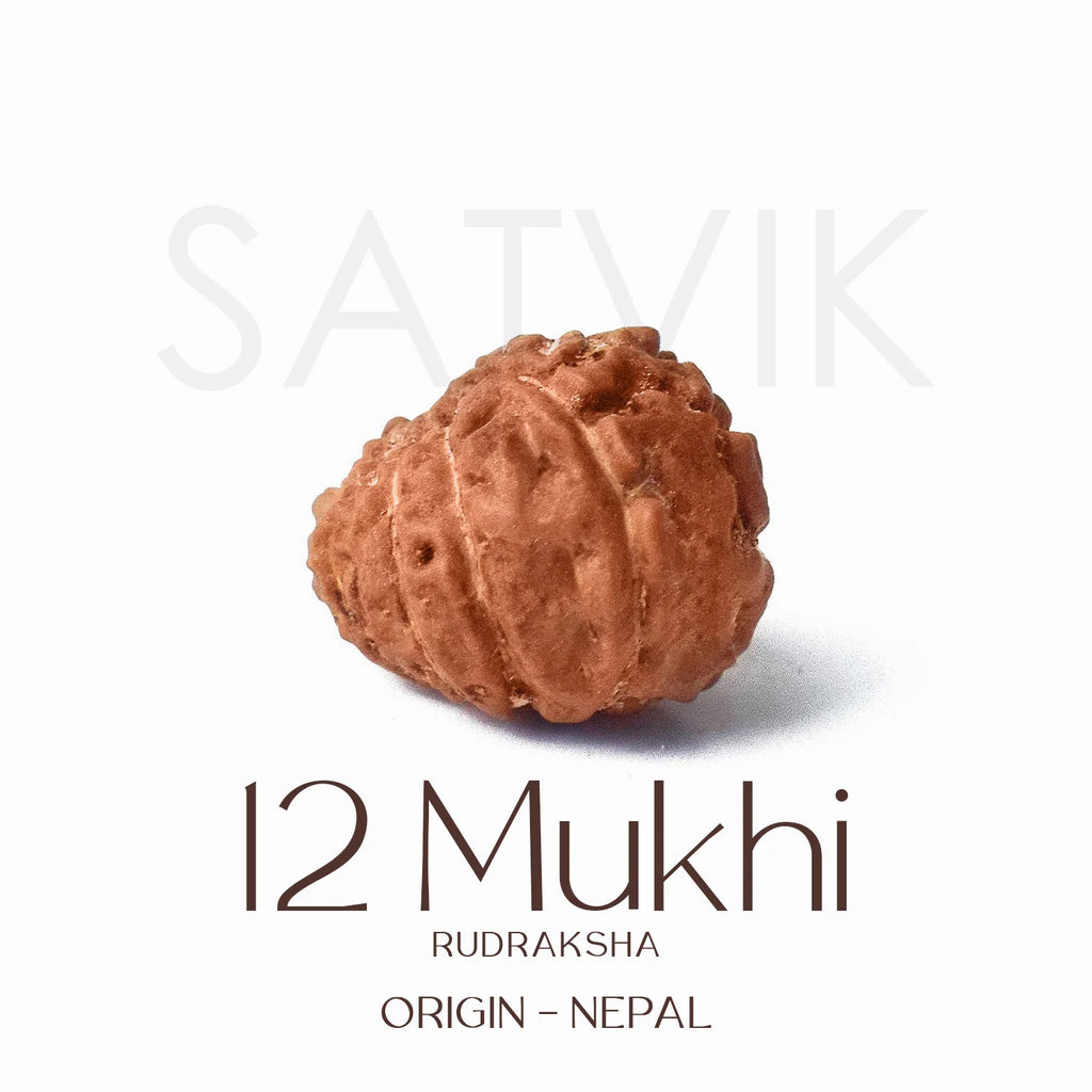 12 Mukhi Rudraksh