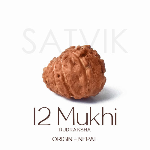 12 Mukhi Rudraksh