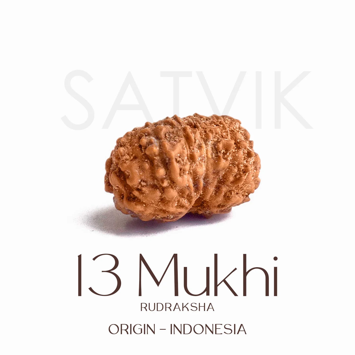 13 Mukhi Rudraksh