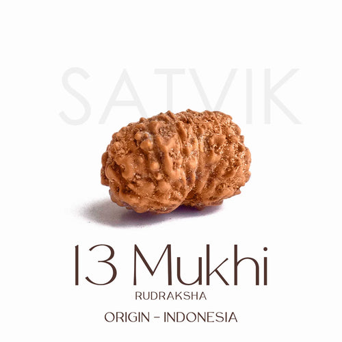 13 Mukhi Rudraksh