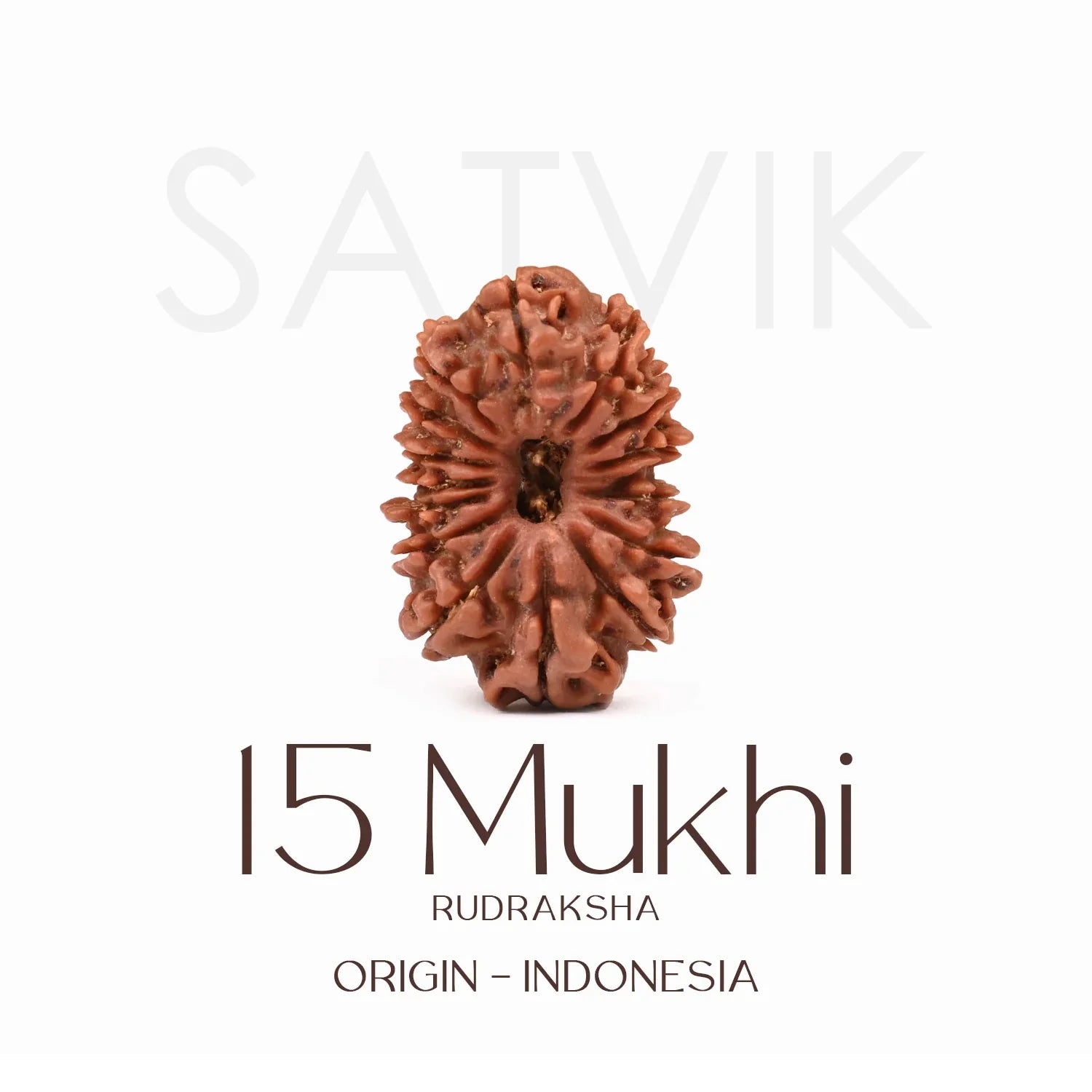 15 Mukhi Rudraksh