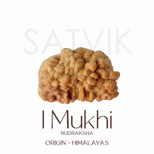 1 Mukhi Rudraksh