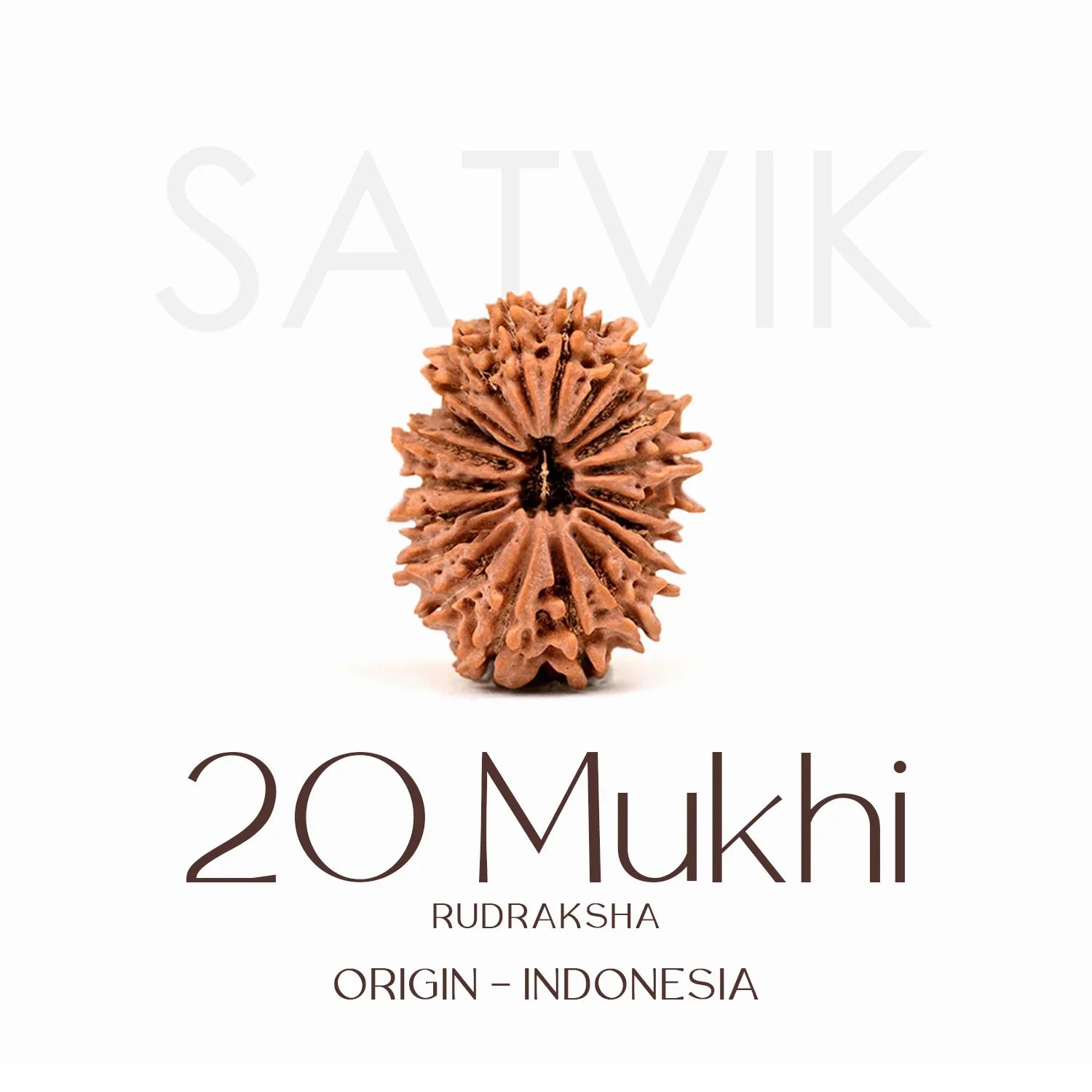 20 Mukhi Rudraksh