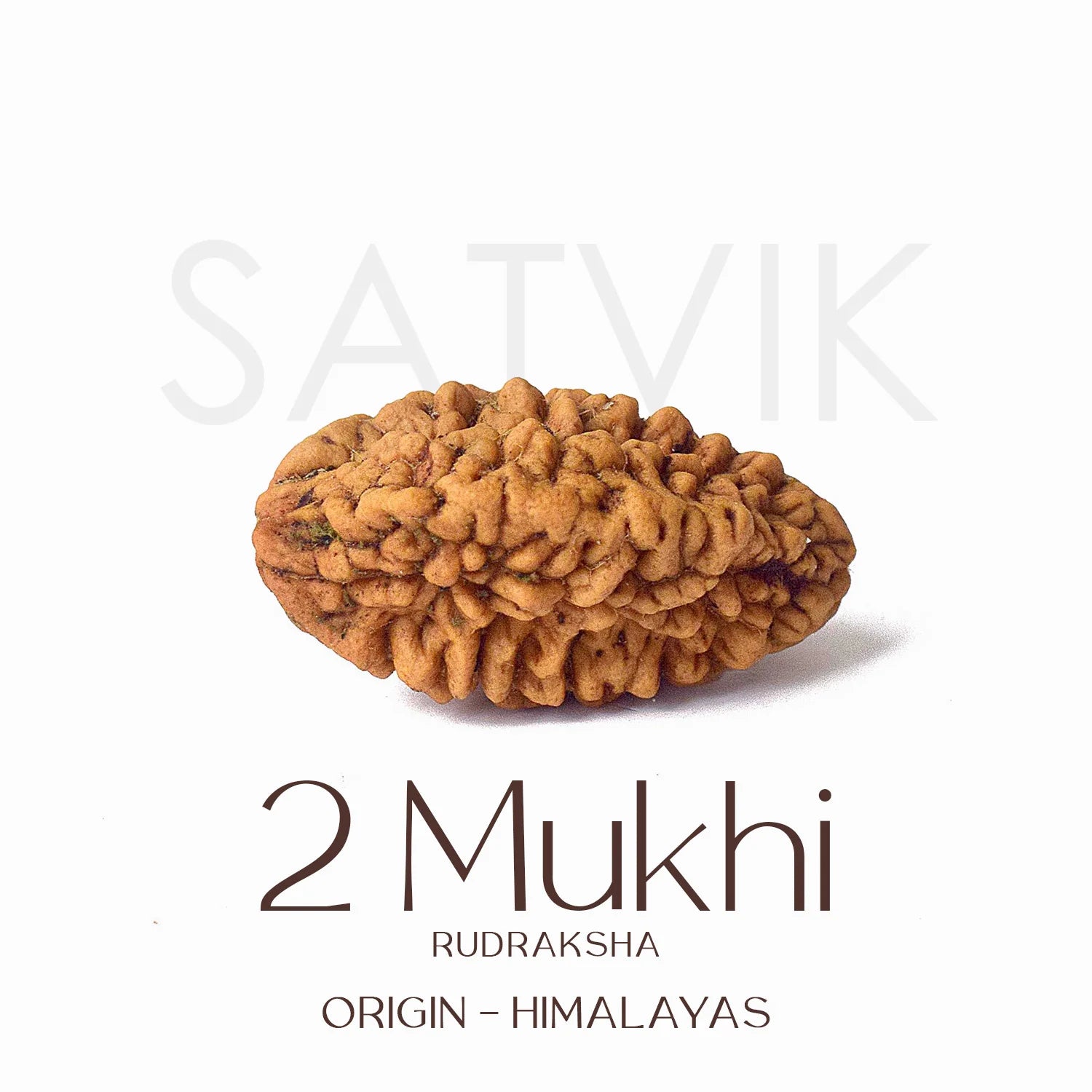 2 Mukhi Rudraksh