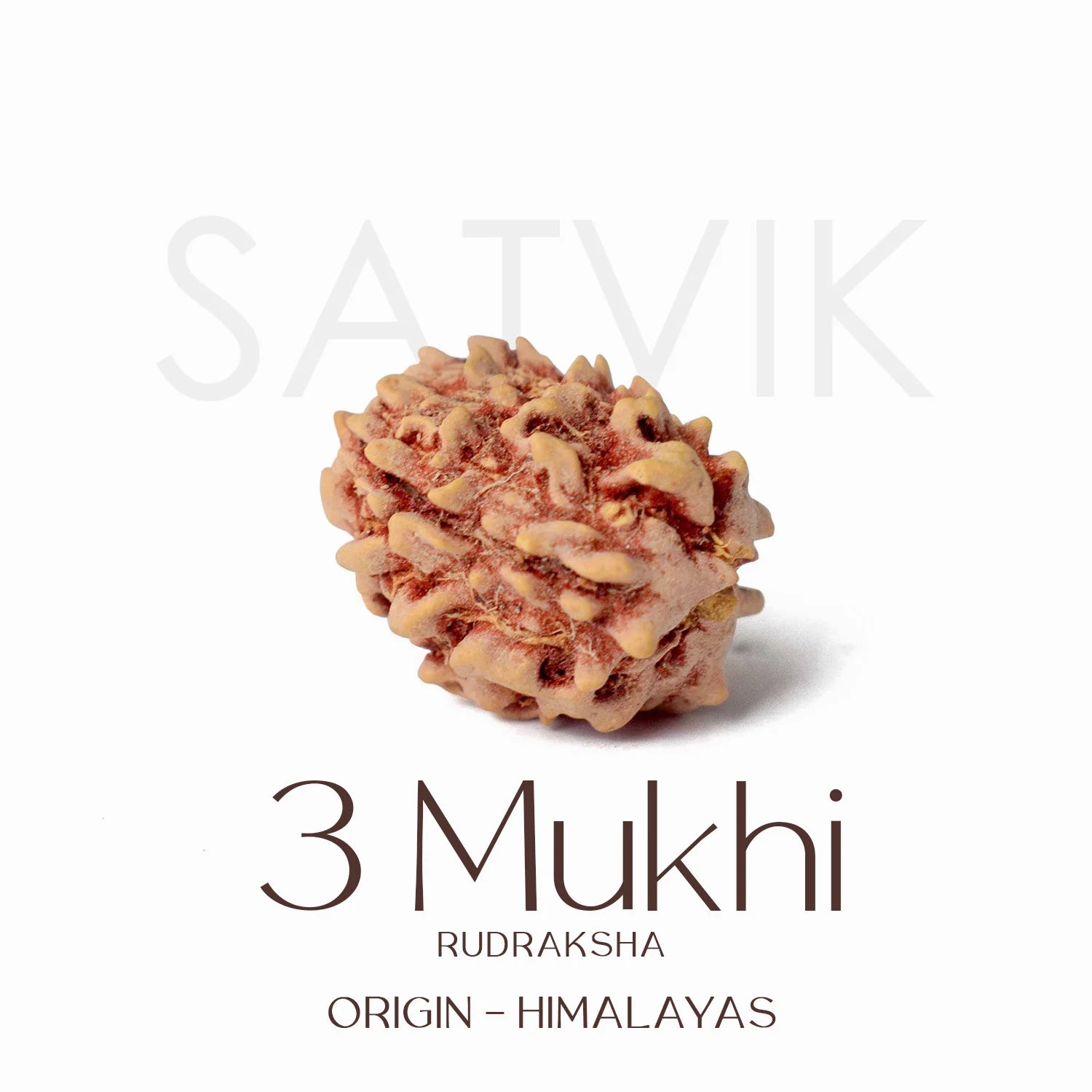 3 Mukhi Rudraksh