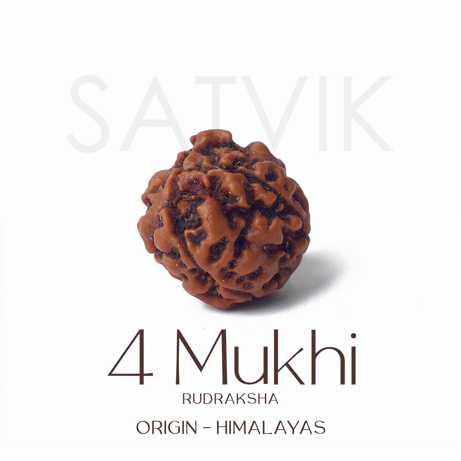 4 Mukhi Rudraksh