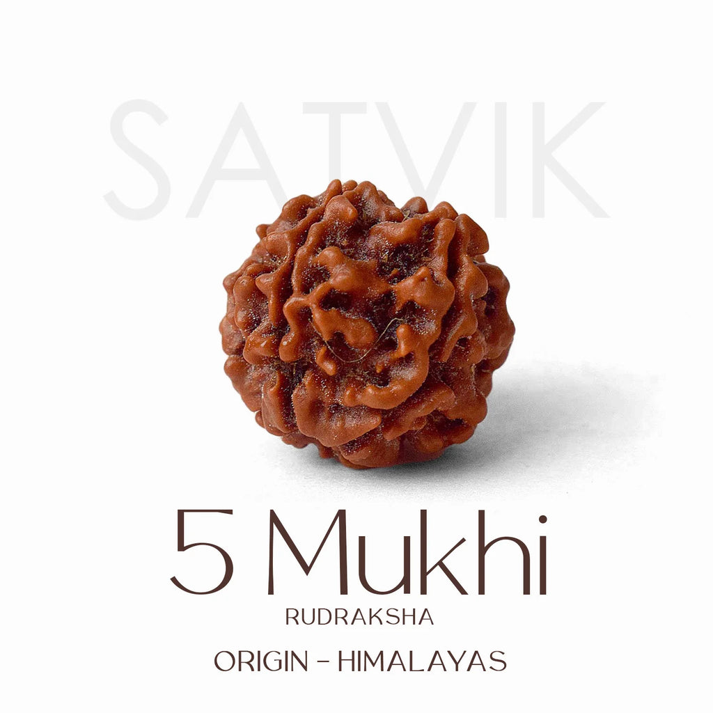 5 Mukhi Rudraksh