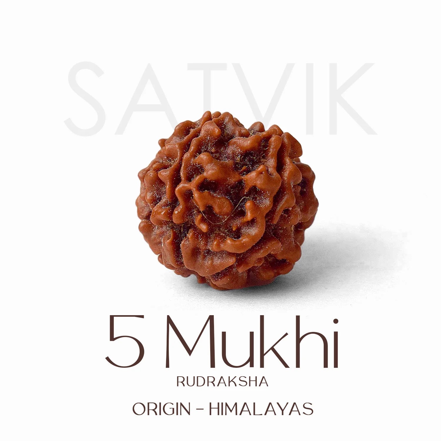 5 Mukhi Rudraksh