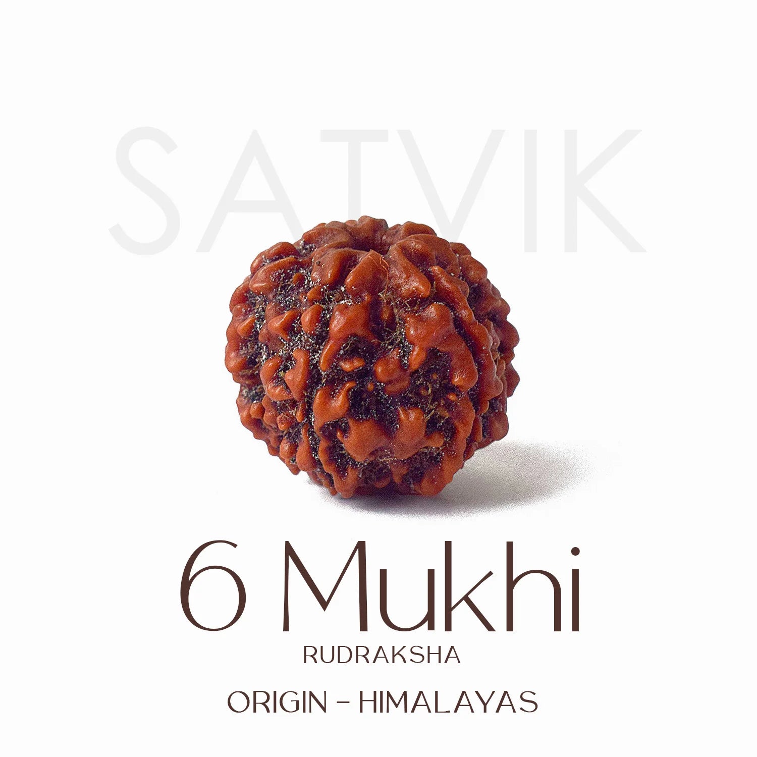 6 Mukhi Rudraksh
