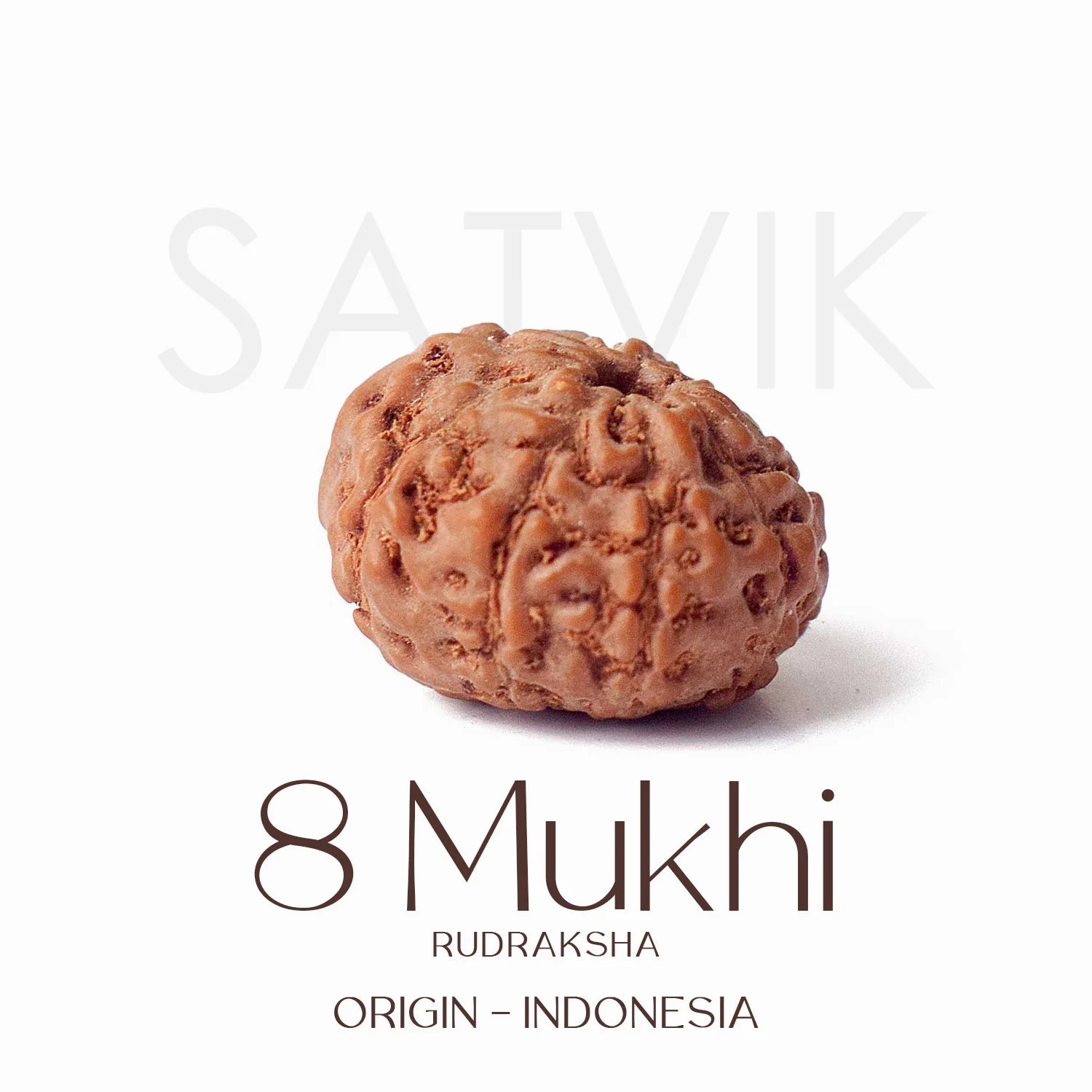 8 Mukhi Rudraksh