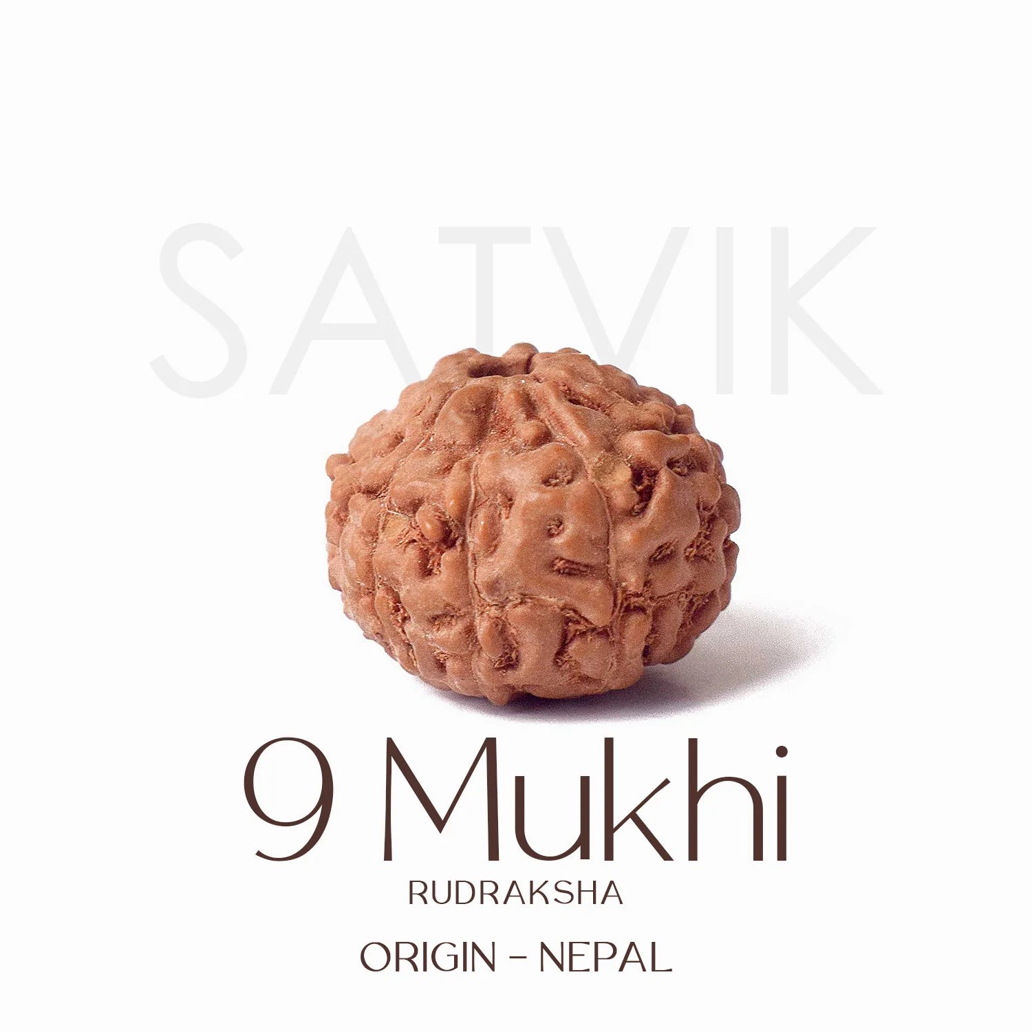 9 Mukhi Rudraksh