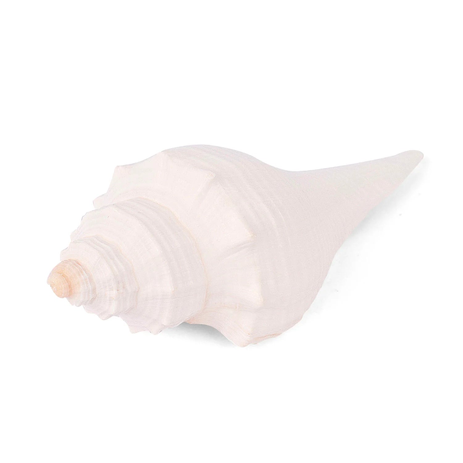 Regular Small Size Dakshinavarti Shankh in White Colour (Conch Shell)