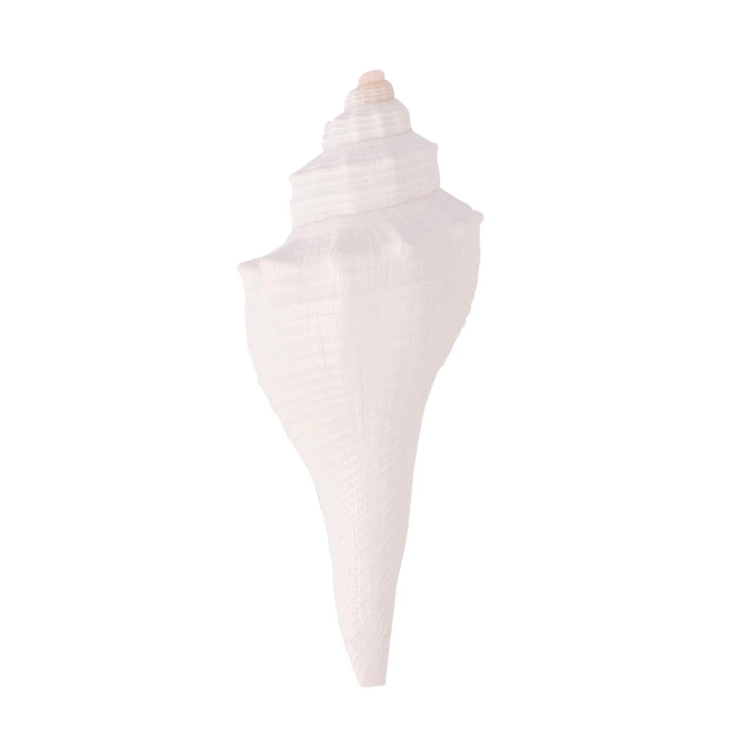 Regular Small Size Dakshinavarti Shankh in White Colour (Conch Shell)