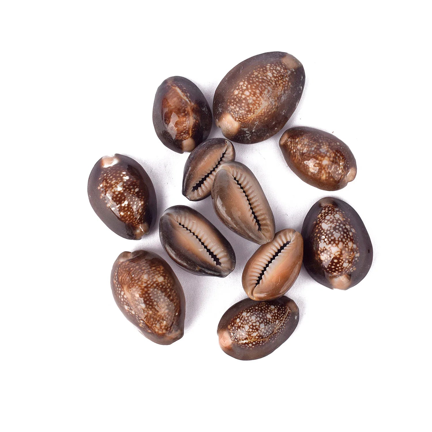 Natural Brown Kodi for Pooja (11 Pc)