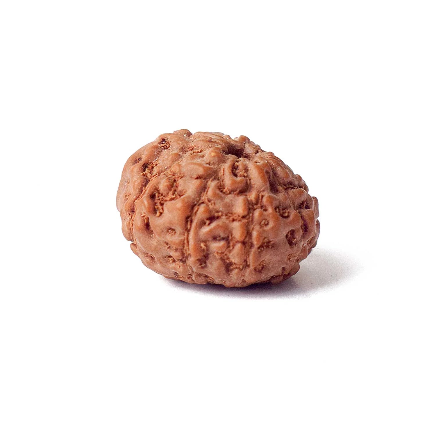 9 Mukhi Rudraksh