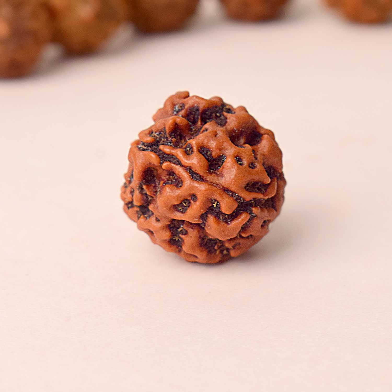 4 Mukhi Rudraksh