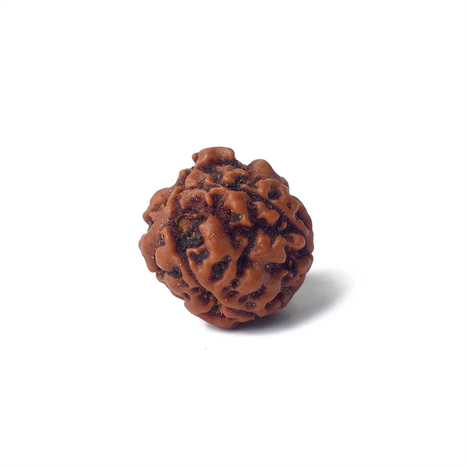4 Mukhi Rudraksh