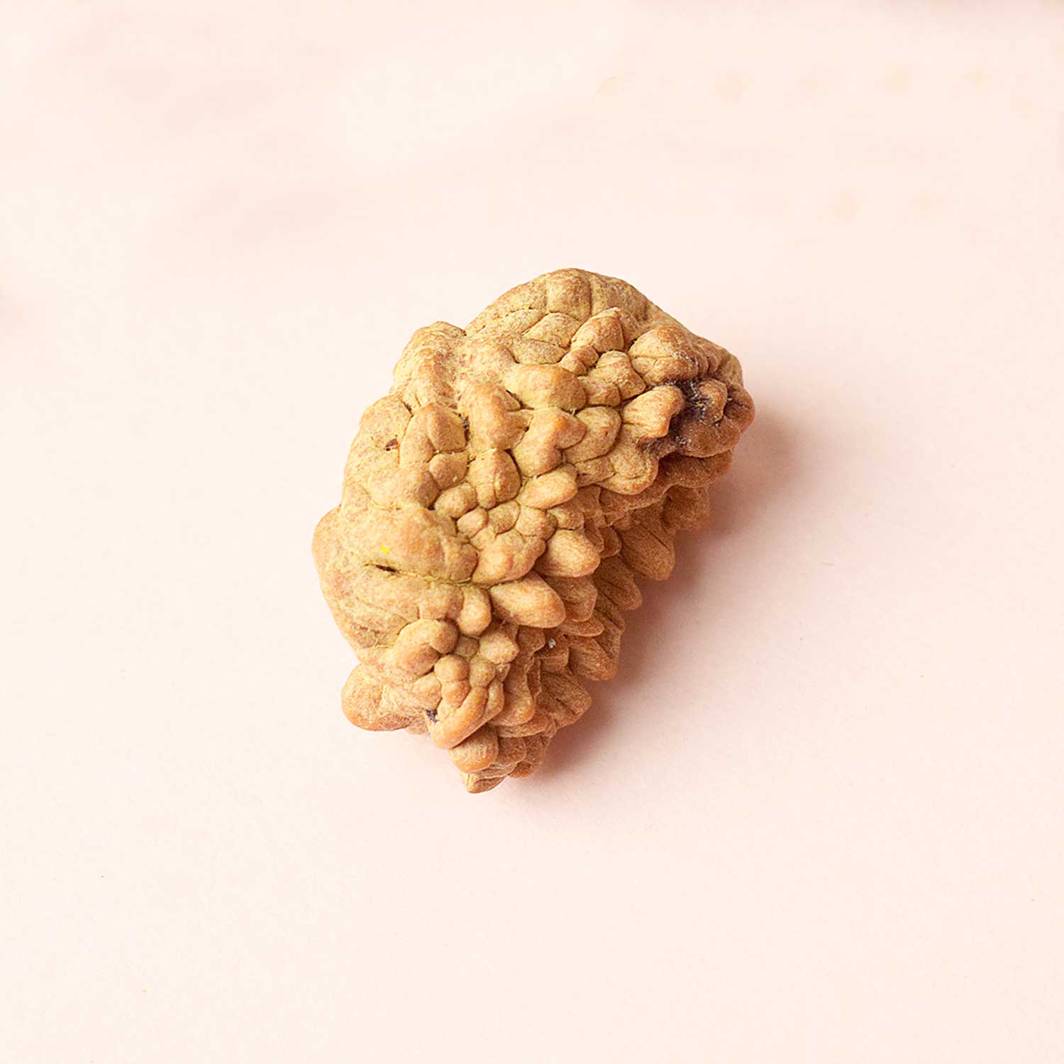 1 Mukhi Rudraksh