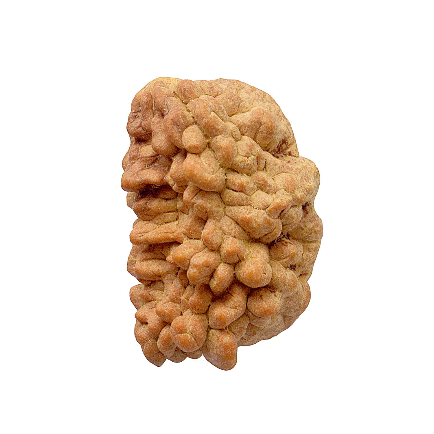 1 Mukhi Rudraksh