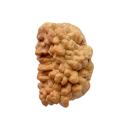 1 Mukhi Rudraksh