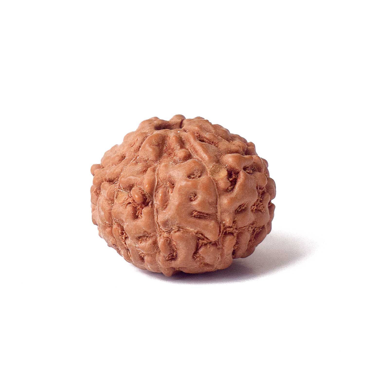 9 Mukhi Rudraksh