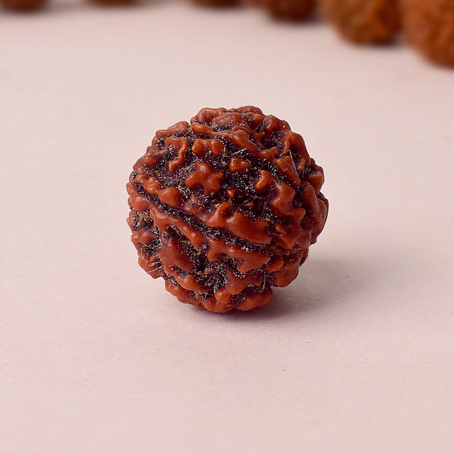 5 Mukhi Rudraksh