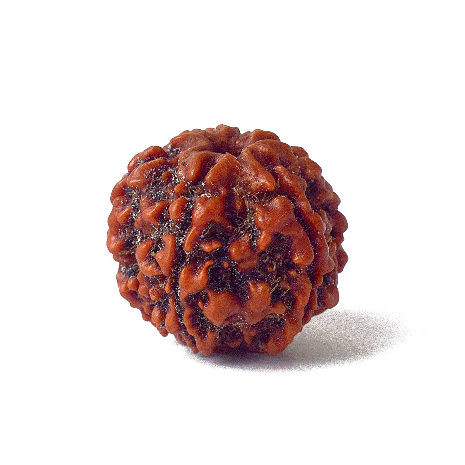 5 Mukhi Rudraksh
