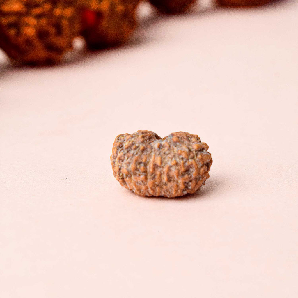 13 Mukhi Rudraksh
