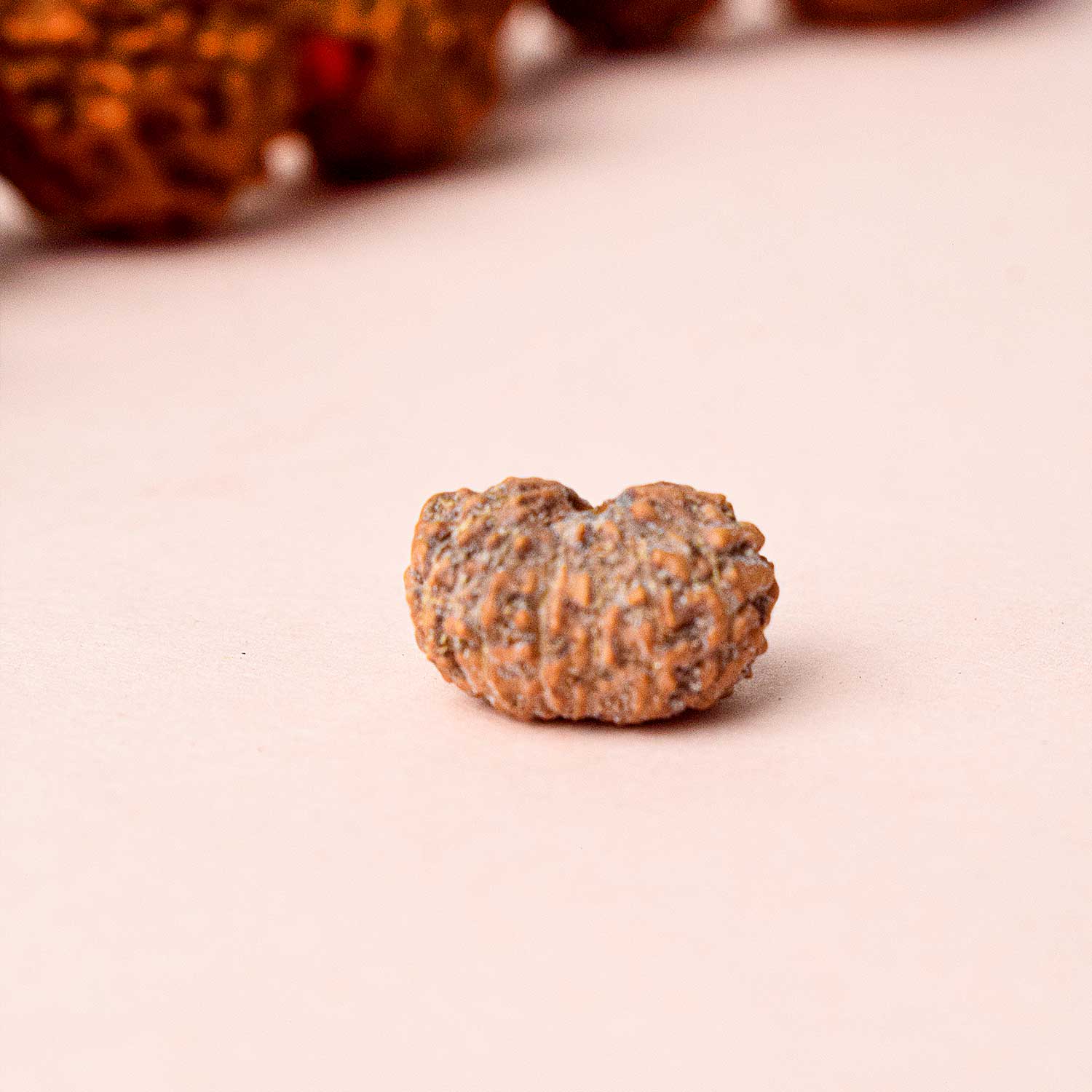 13 Mukhi Rudraksh