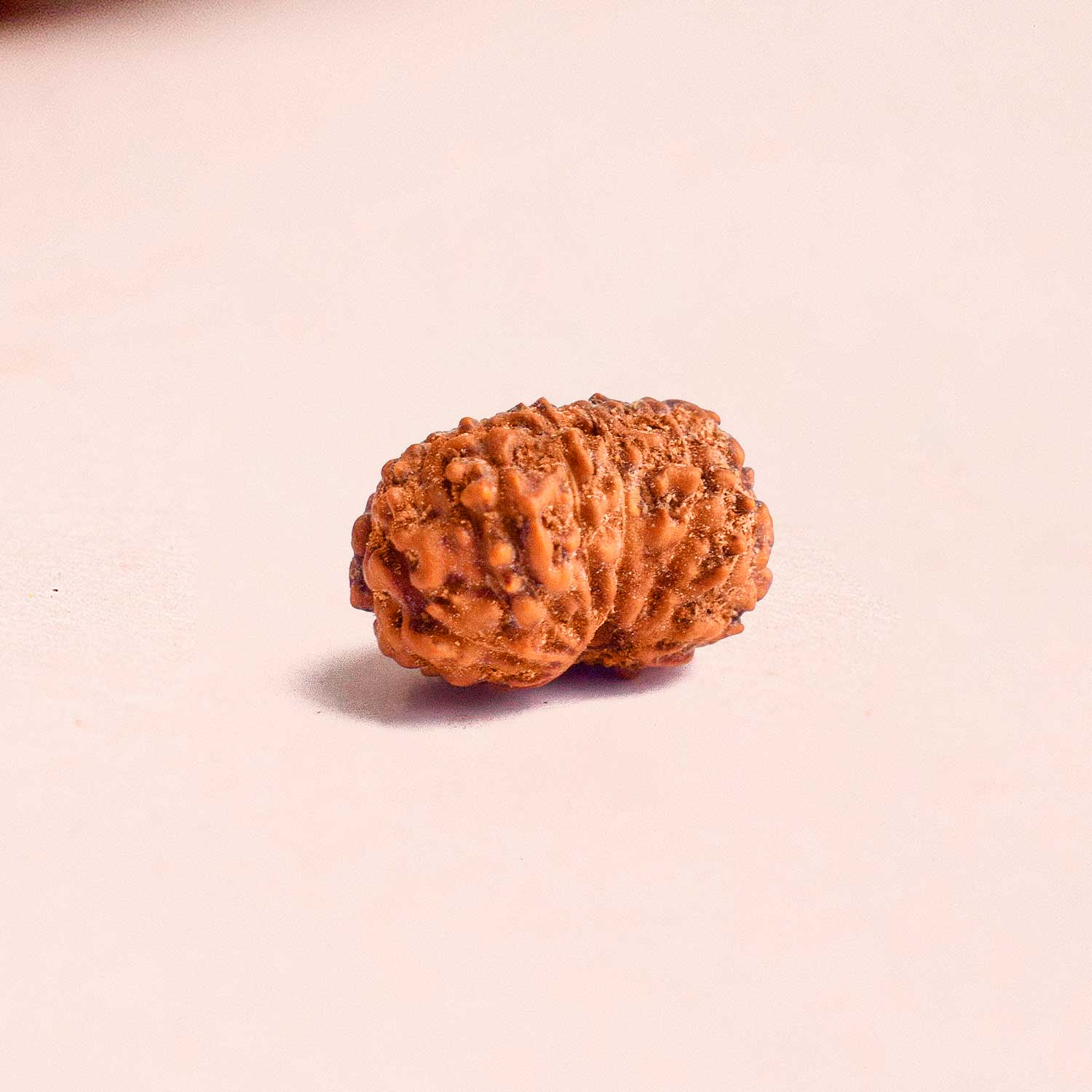 13 Mukhi Rudraksh