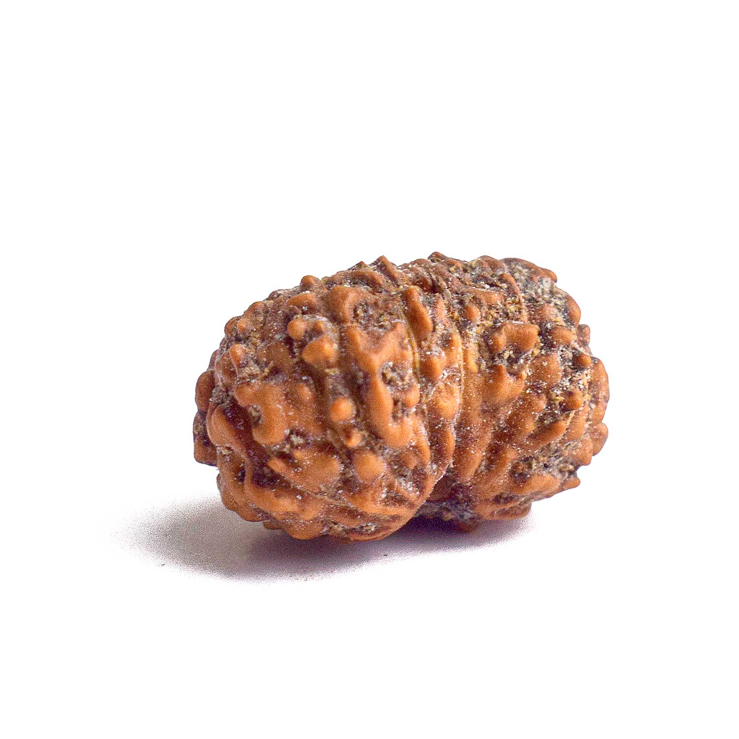 13 Mukhi Rudraksh