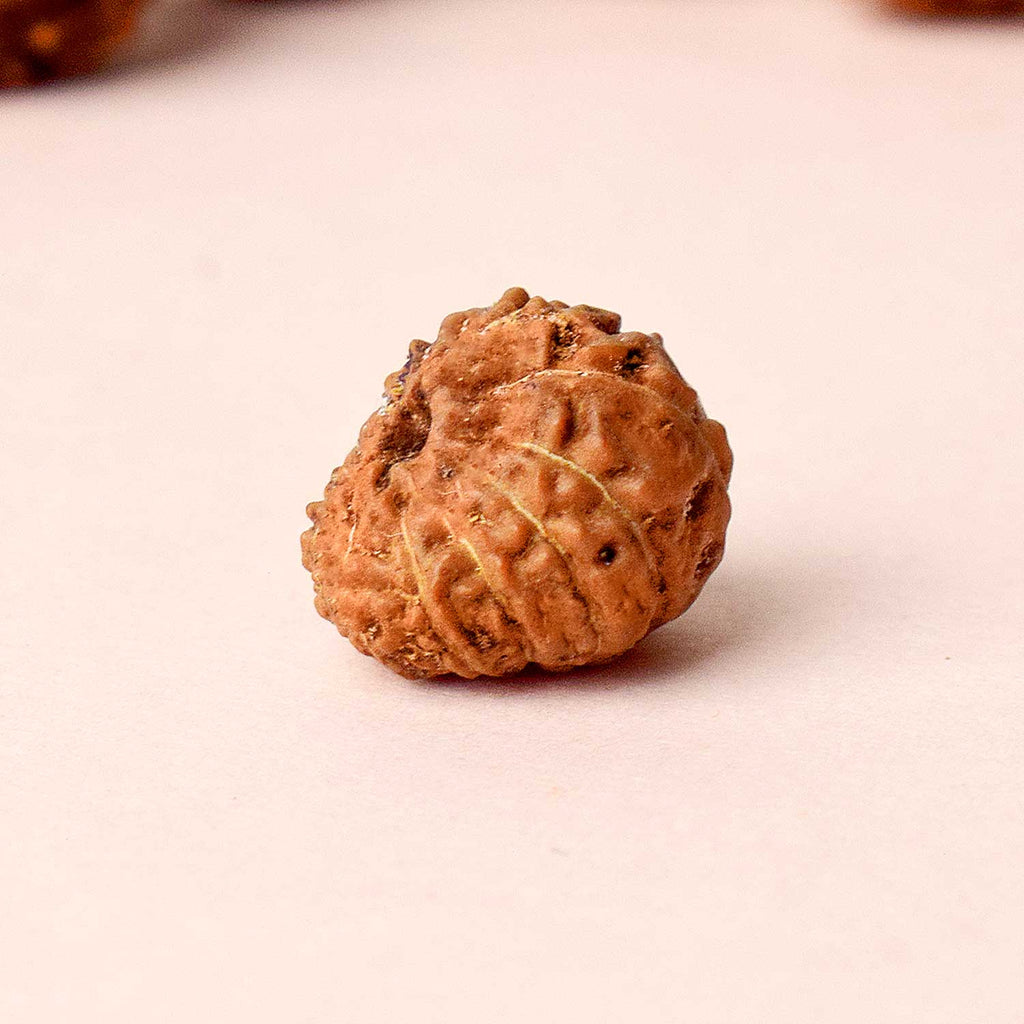 12 Mukhi Rudraksh