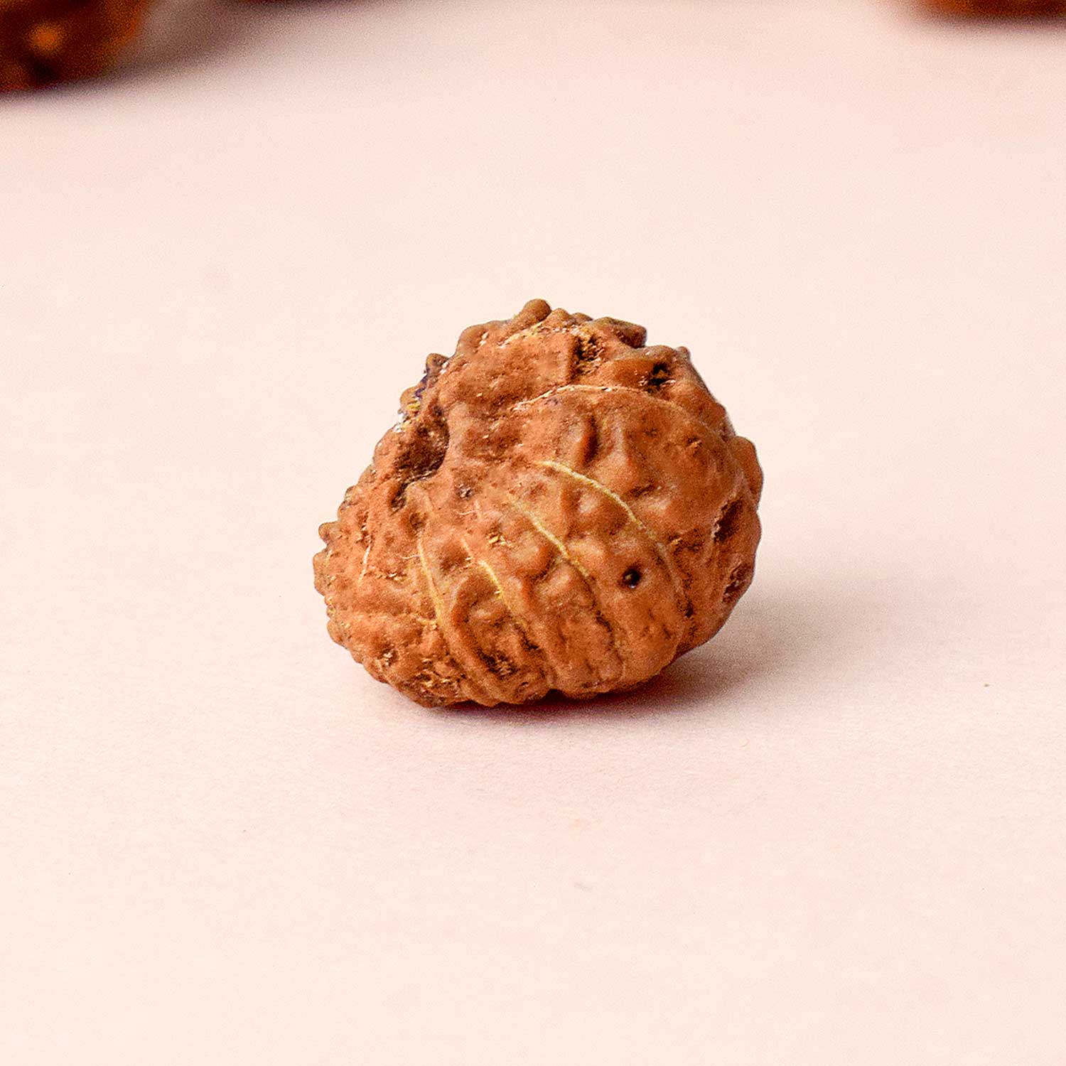 12 Mukhi Rudraksh
