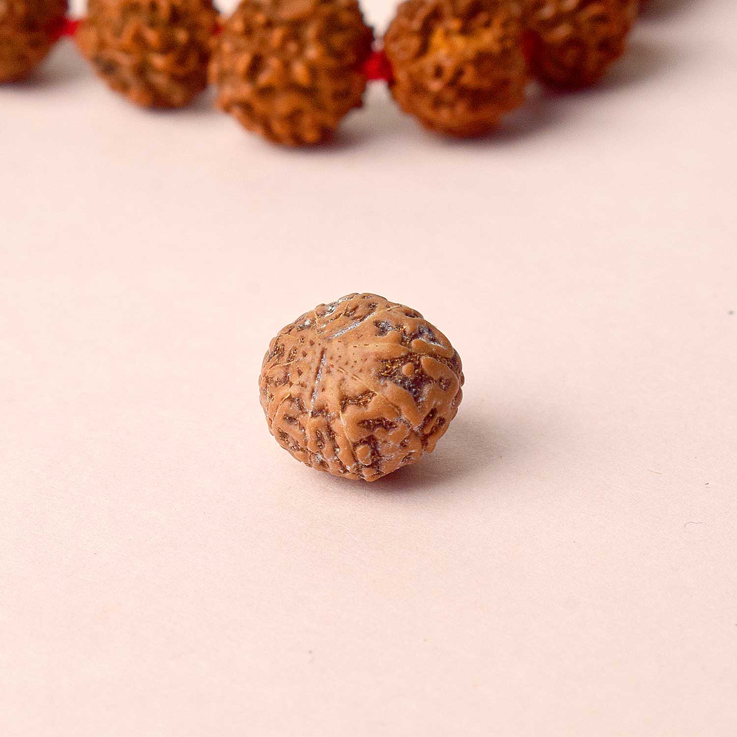 11 Mukhi Rudraksh