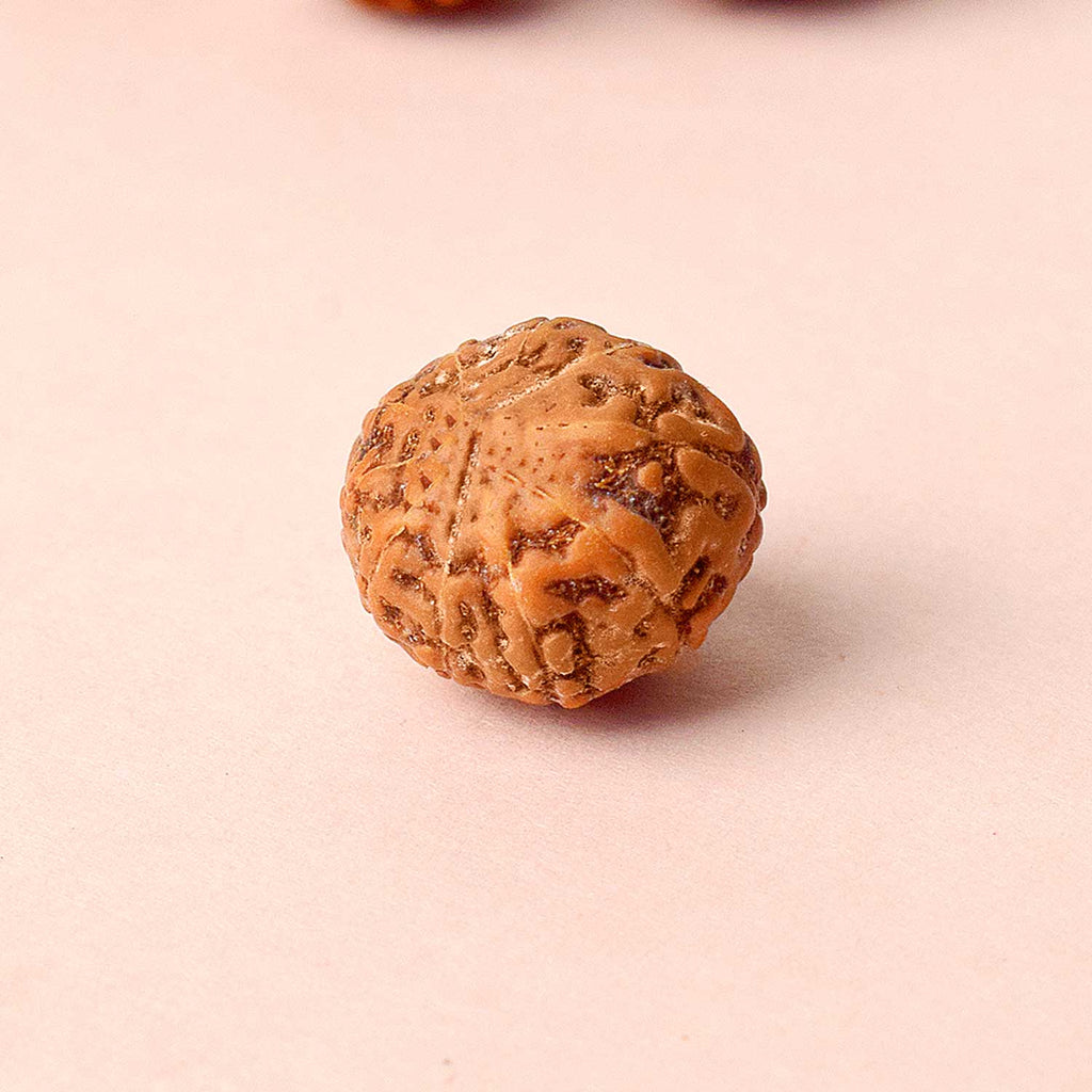 11 Mukhi Rudraksh