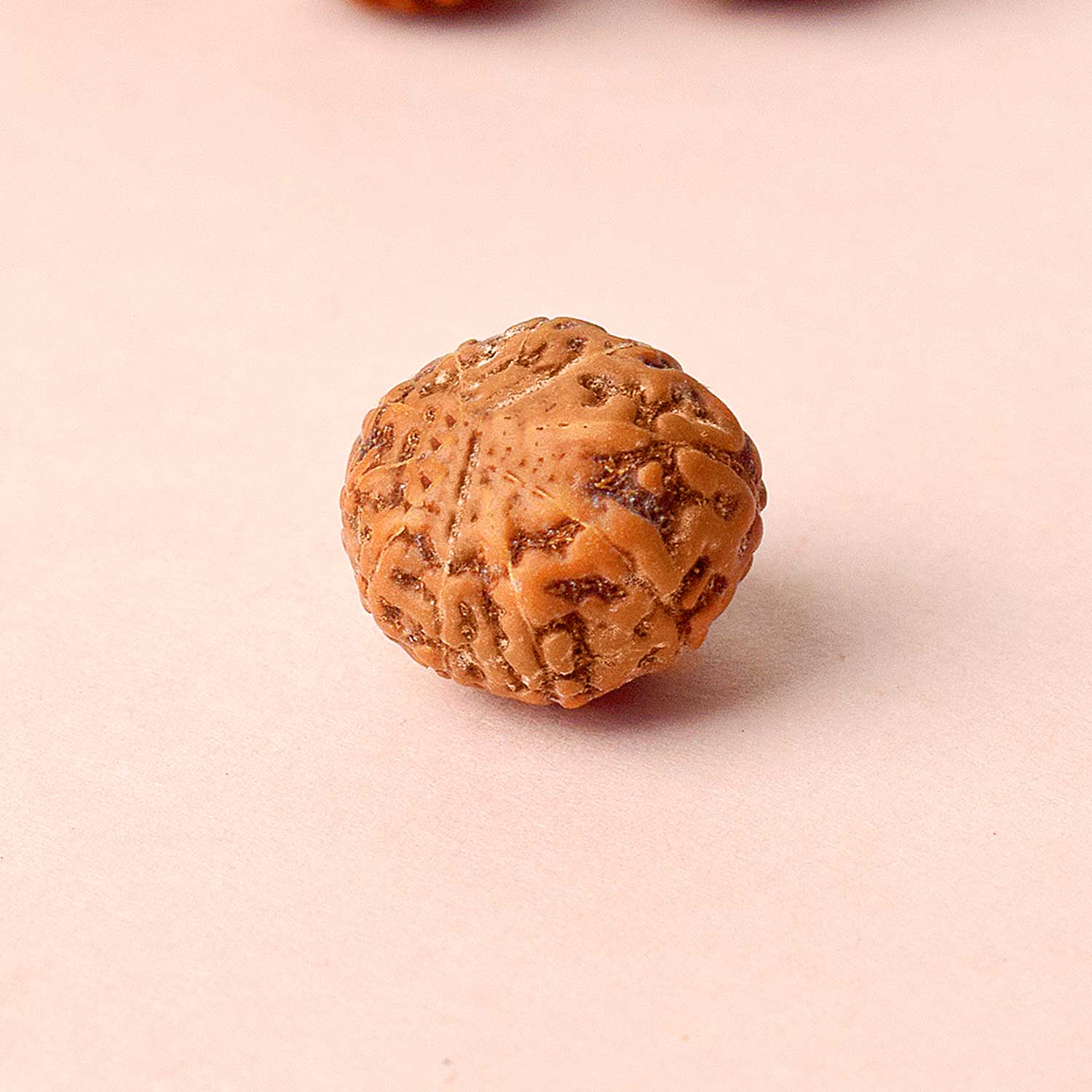 11 Mukhi Rudraksh