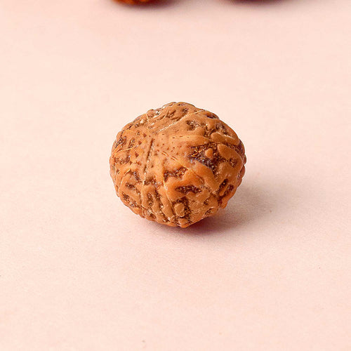11 Mukhi Rudraksh