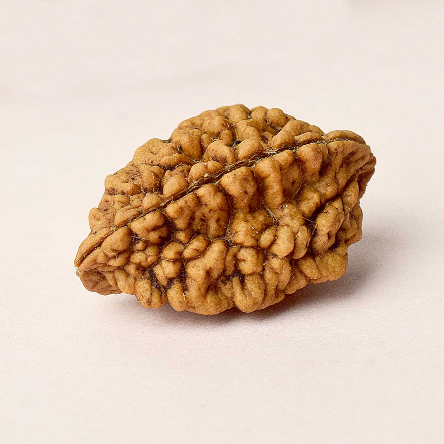 2 Mukhi Rudraksh