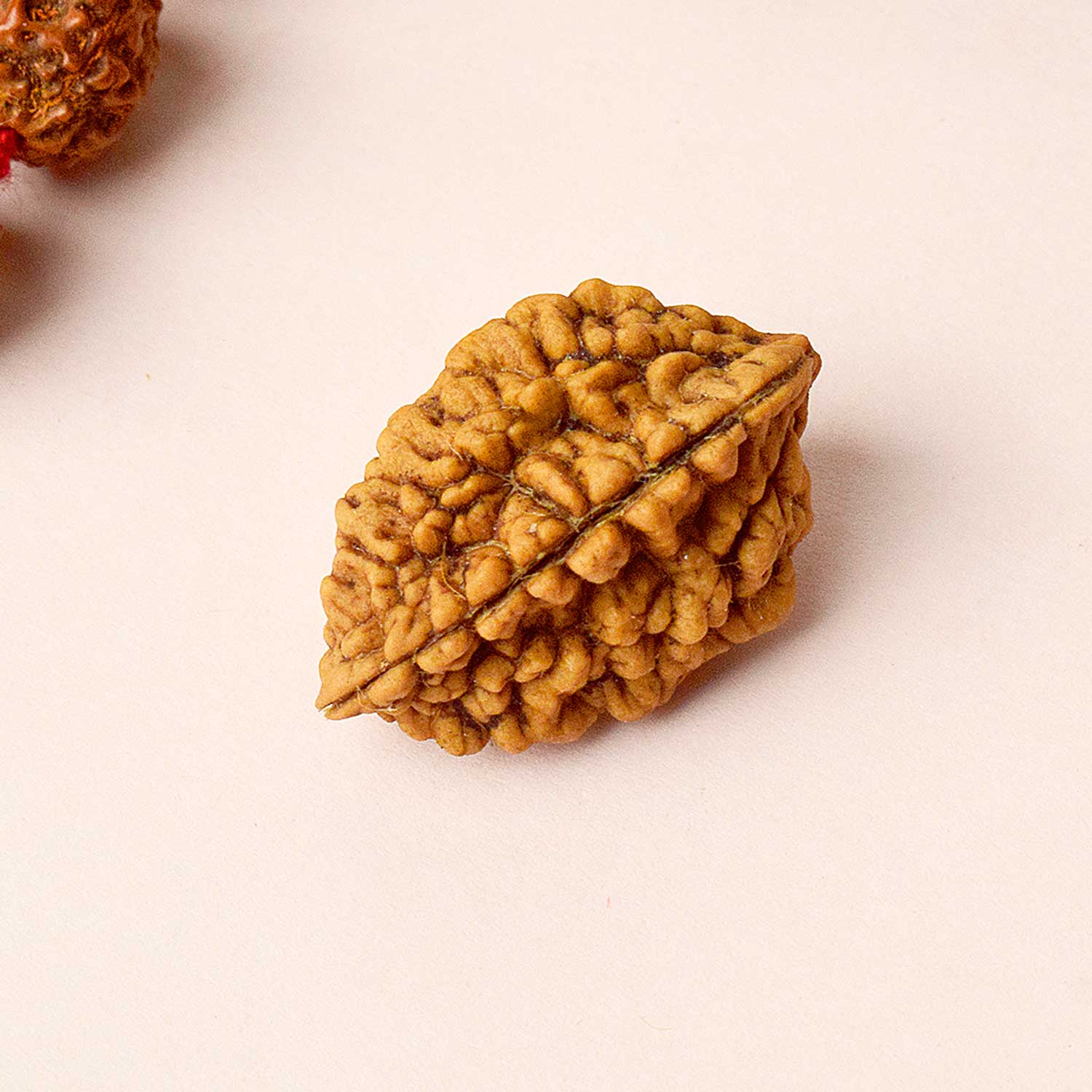 2 Mukhi Rudraksh