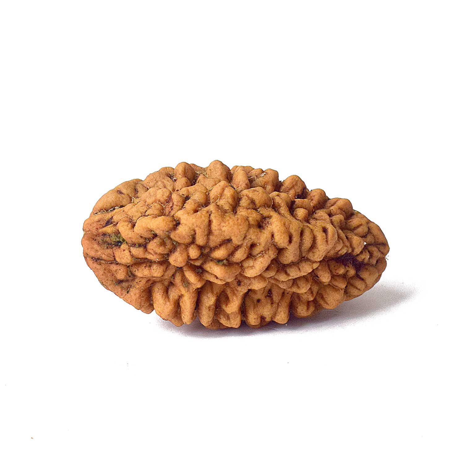 2 Mukhi Rudraksh
